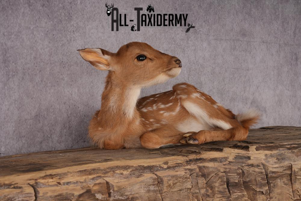 Whitetail deer fawn taxidermy mount SKU 2523 - Image 7