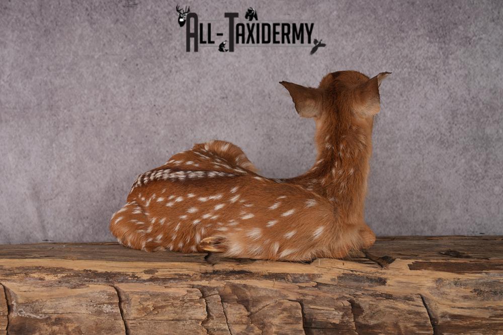 Whitetail deer fawn taxidermy mount SKU 2523 - Image 6