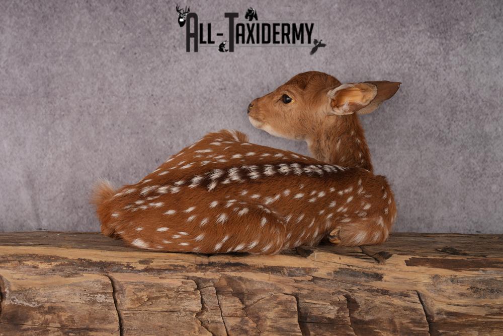 Whitetail deer fawn taxidermy mount SKU 2523 - Image 5
