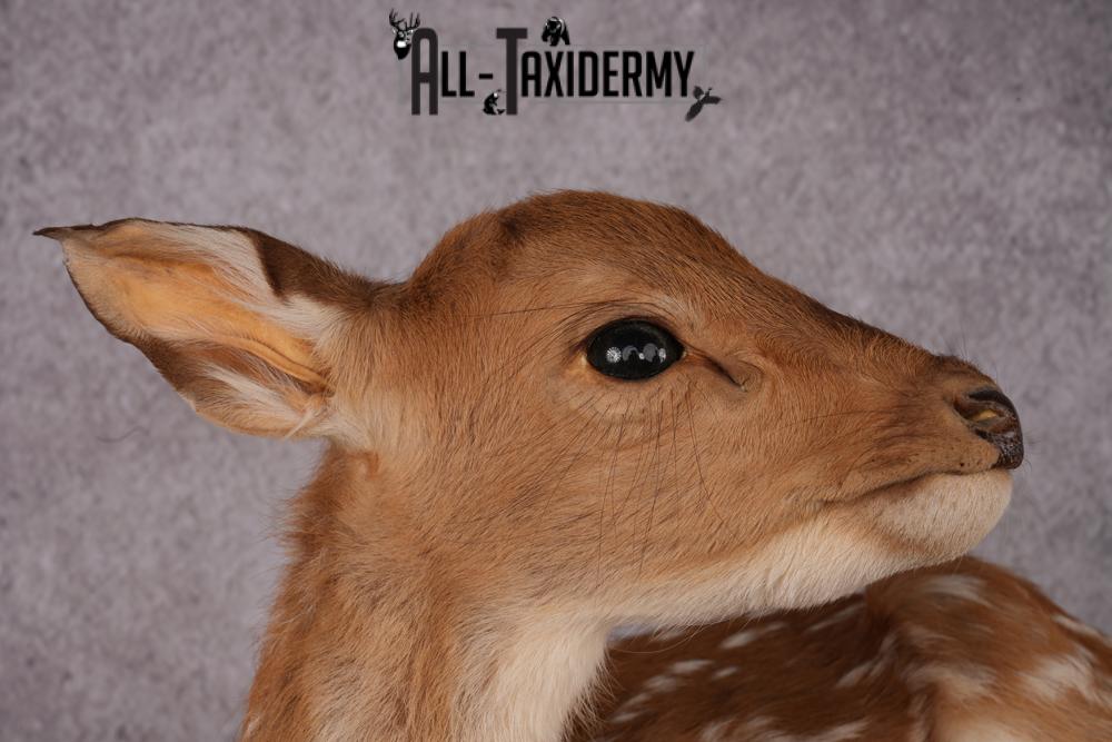 Whitetail deer fawn taxidermy mount SKU 2523 - Image 4