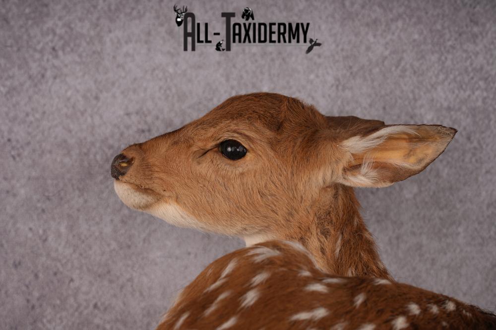 Whitetail deer fawn taxidermy mount SKU 2523 - Image 3