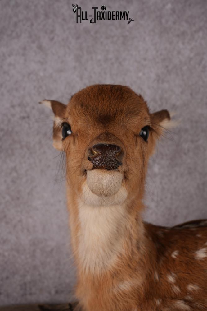 Whitetail deer fawn taxidermy mount SKU 2523 - Image 2