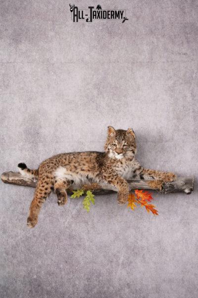Bobcat taxidermy mount SKU 2566