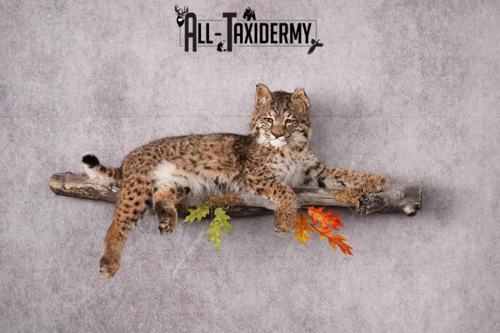 Bobcat taxidermy mount SKU 2566 - Image 12
