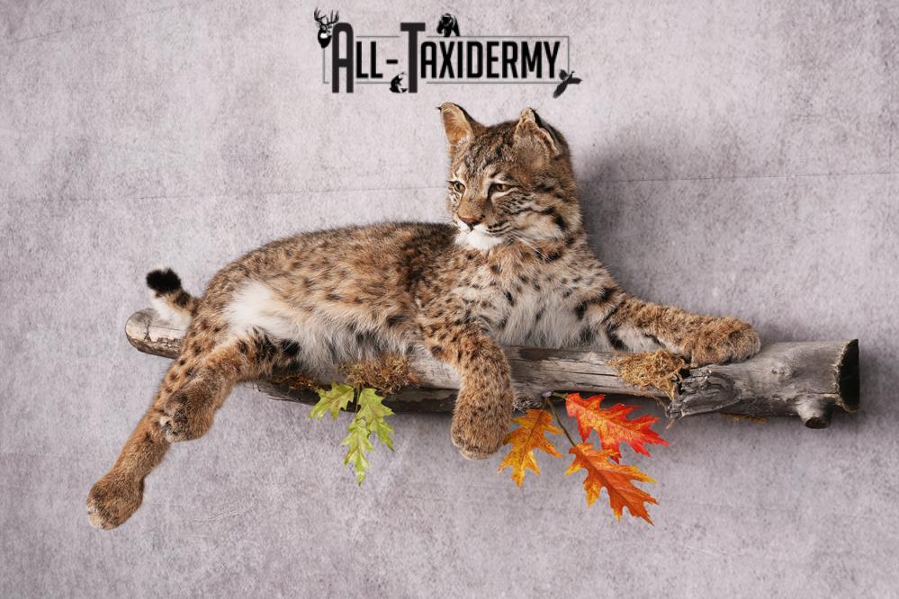 Bobcat taxidermy mount SKU 2566 - Image 11