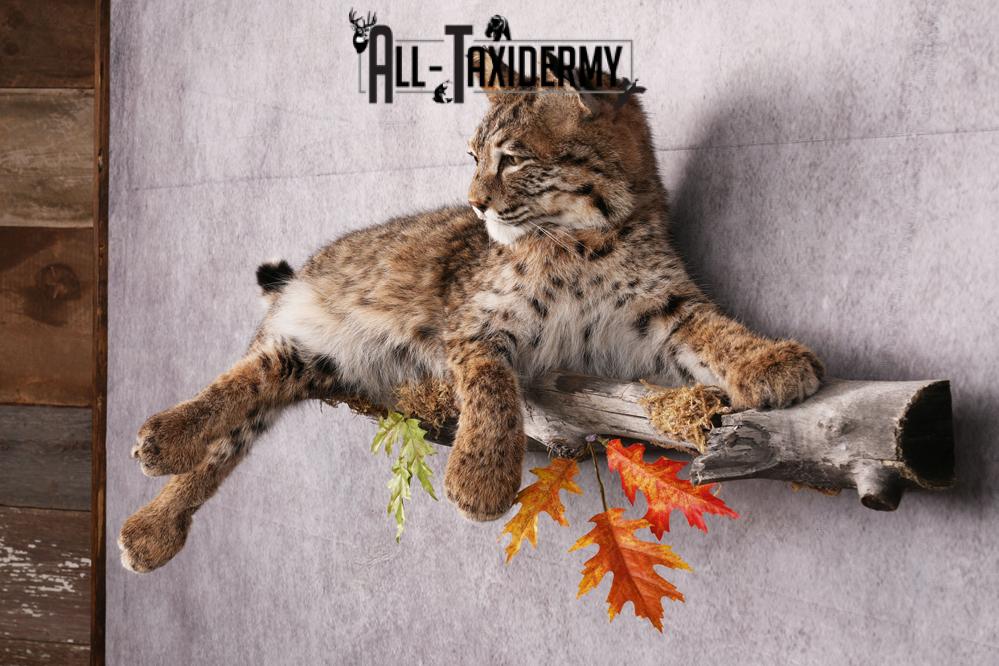 Bobcat taxidermy mount SKU 2566 - Image 10