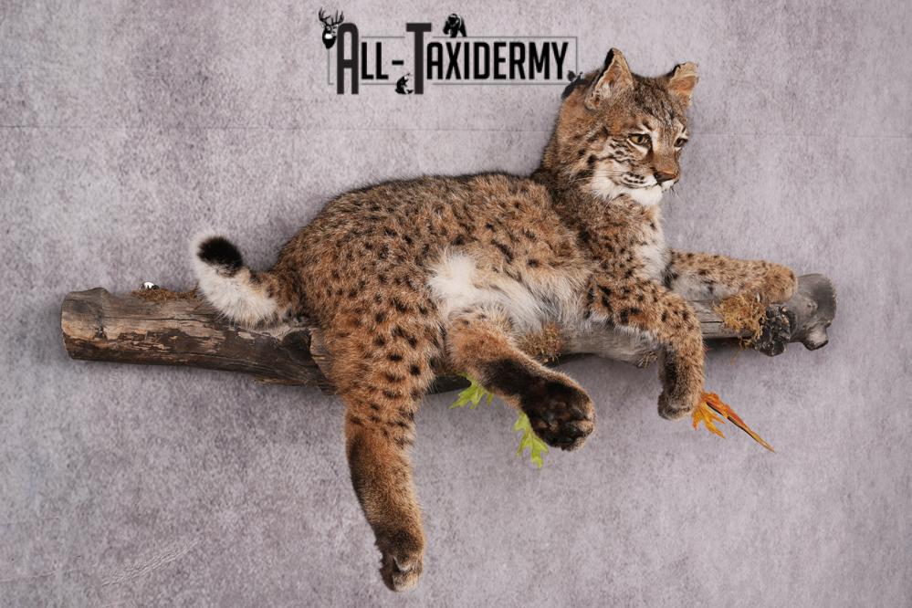 Bobcat taxidermy mount SKU 2566 - Image 9