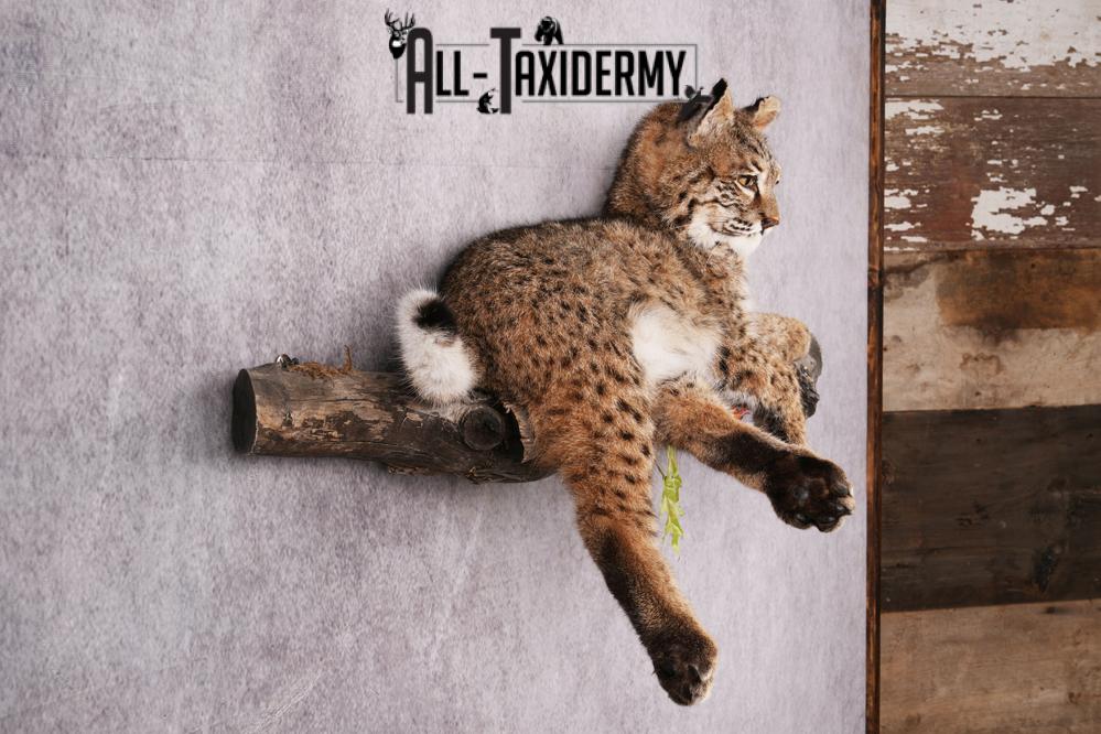 Bobcat taxidermy mount SKU 2566 - Image 8