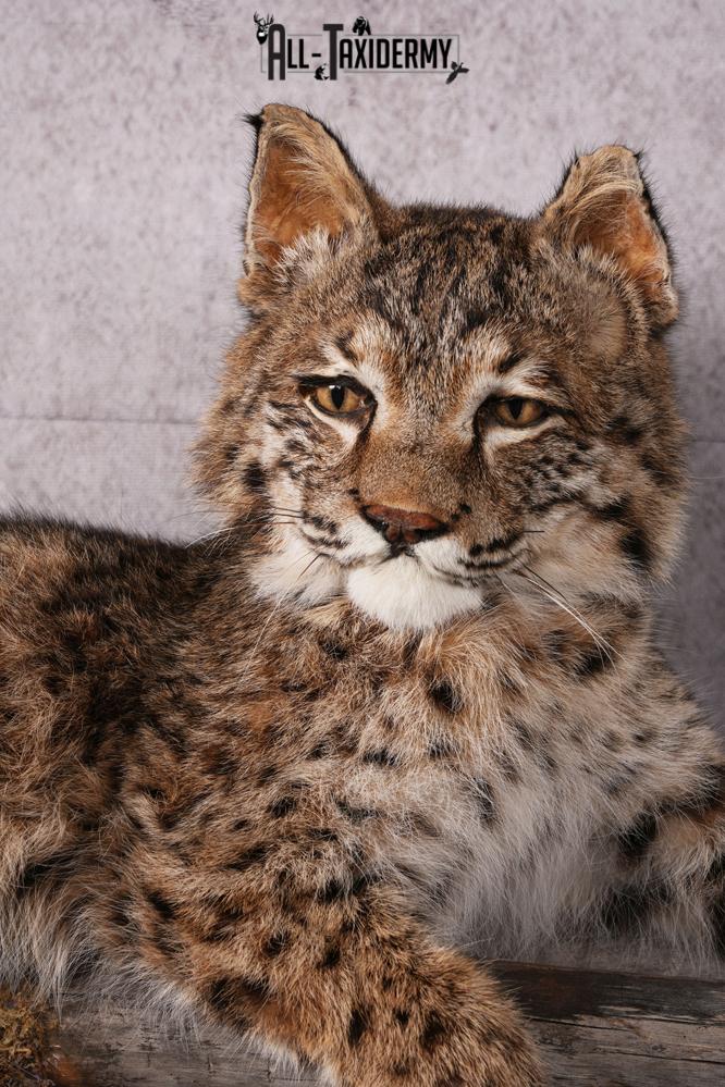 Bobcat taxidermy mount SKU 2566 - Image 7
