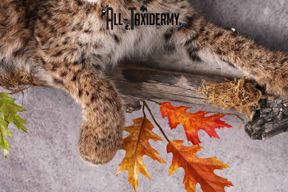 Bobcat taxidermy mount SKU 2566 - Image 6