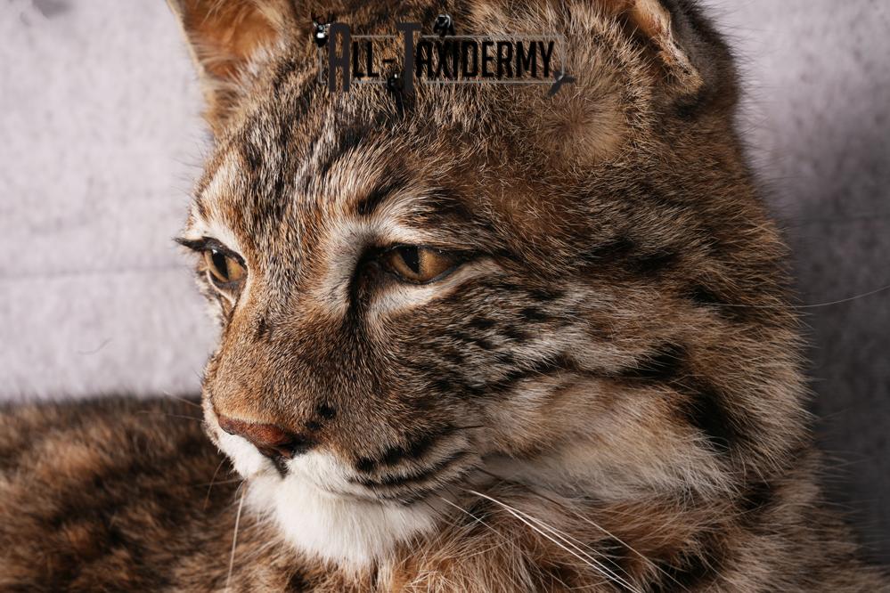 Bobcat taxidermy mount SKU 2566 - Image 5