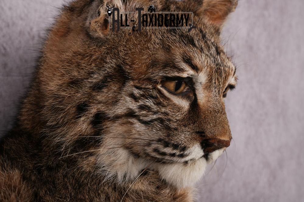 Bobcat taxidermy mount SKU 2566 - Image 4