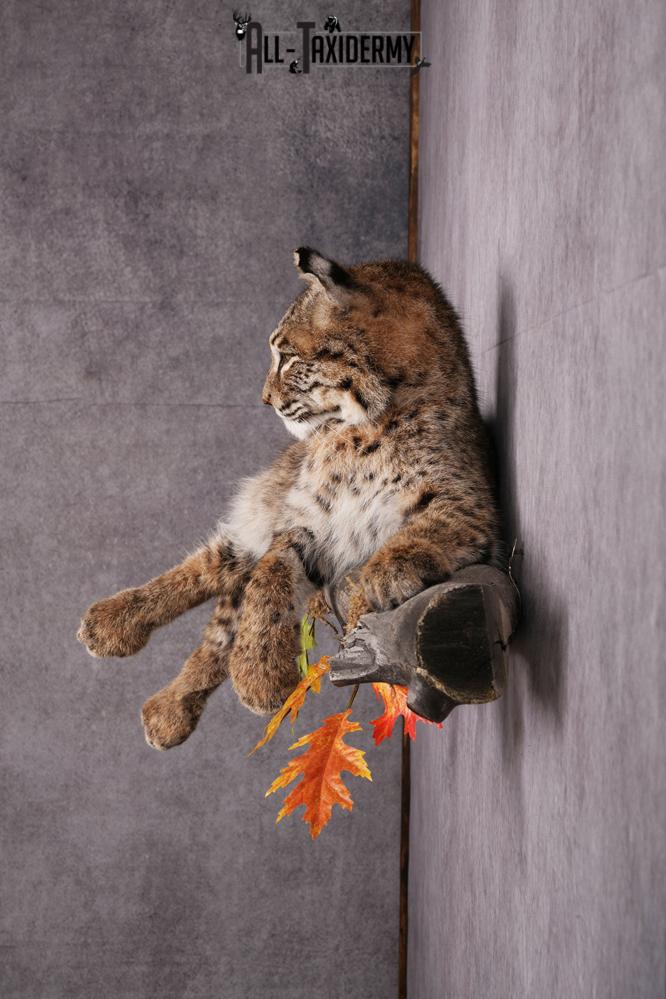 Bobcat taxidermy mount SKU 2566 - Image 2
