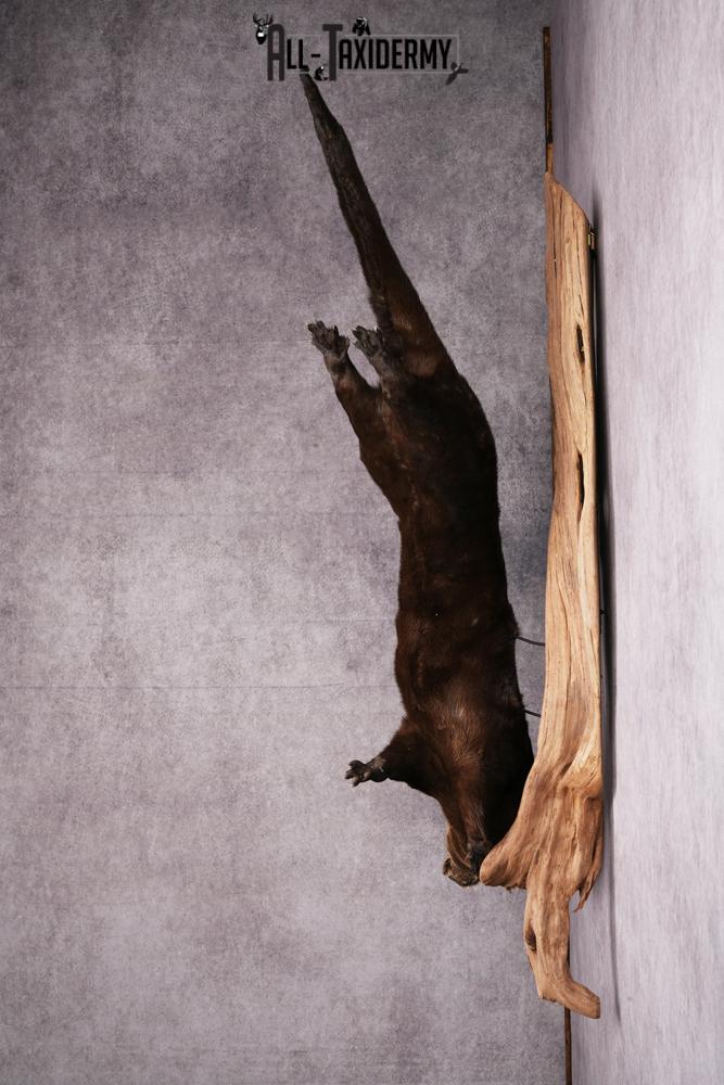 Otter taxidermy mount SKU 2565 - Image 9