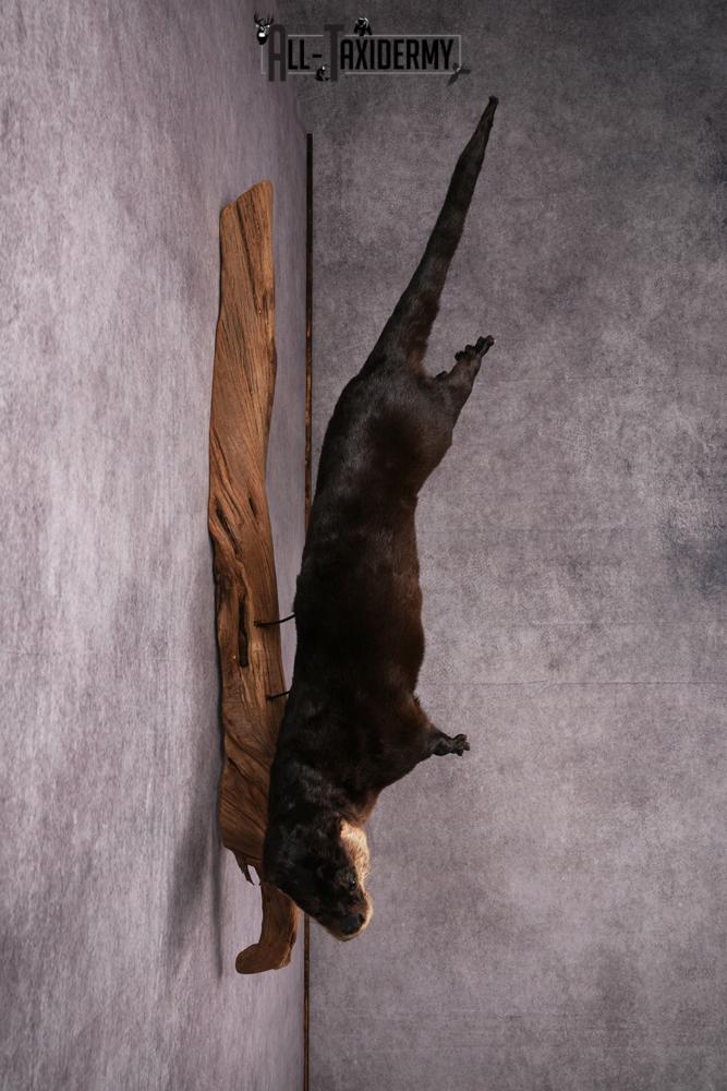 Otter taxidermy mount SKU 2565 - Image 2
