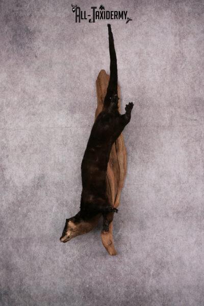 Otter taxidermy mount SKU 2565
