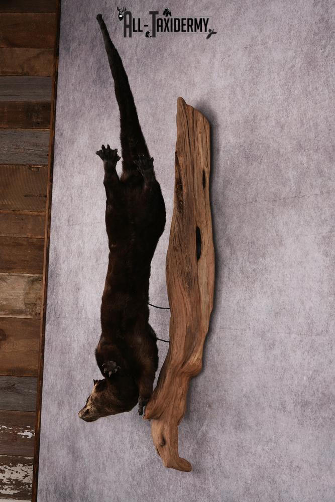 Otter taxidermy mount SKU 2565 - Image 8