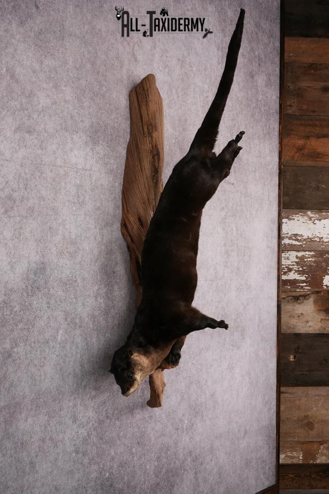 Otter taxidermy mount SKU 2565 - Image 7