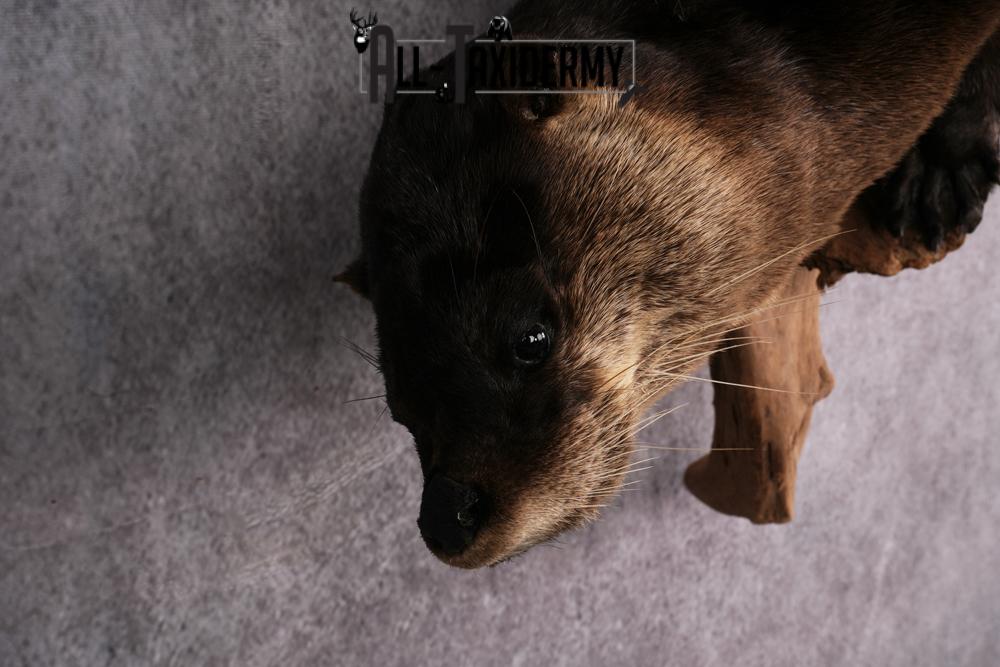 Otter taxidermy mount SKU 2565 - Image 6
