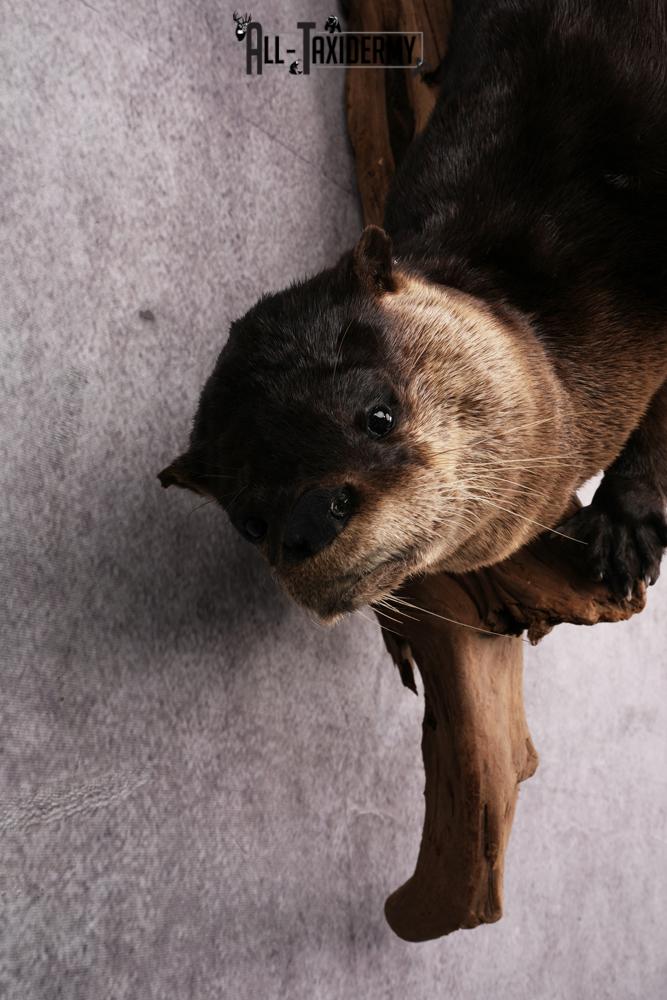 Otter taxidermy mount SKU 2565 - Image 4