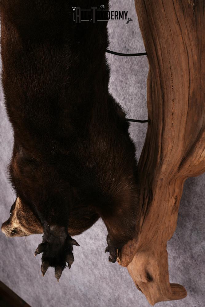 Otter taxidermy mount SKU 2565 - Image 3