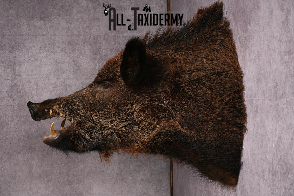 XL Razor Back Boar taxidermy mount SKU 2457 - Image 7