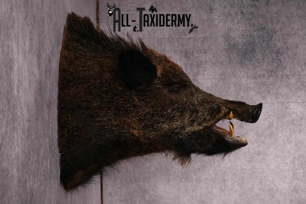 XL Razor Back Boar taxidermy mount SKU 2457 - Image 6