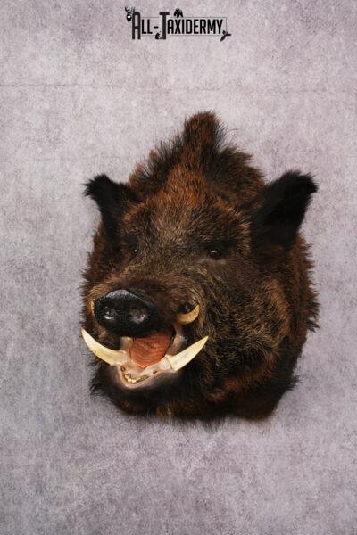 XL Razor Back Boar taxidermy mount SKU 2457