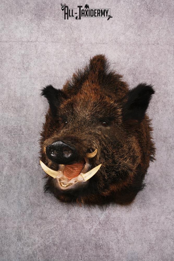 XL Razor Back Boar taxidermy mount SKU 2457