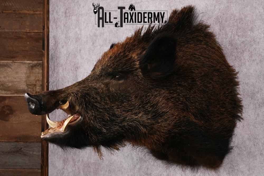XL Razor Back Boar taxidermy mount SKU 2457 - Image 5