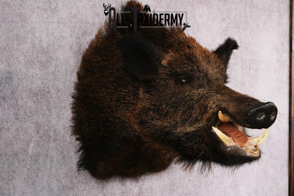 XL Razor Back Boar taxidermy mount SKU 2457 - Image 4