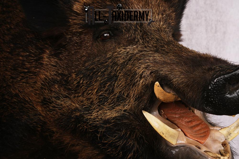 XL Razor Back Boar taxidermy mount SKU 2457 - Image 3
