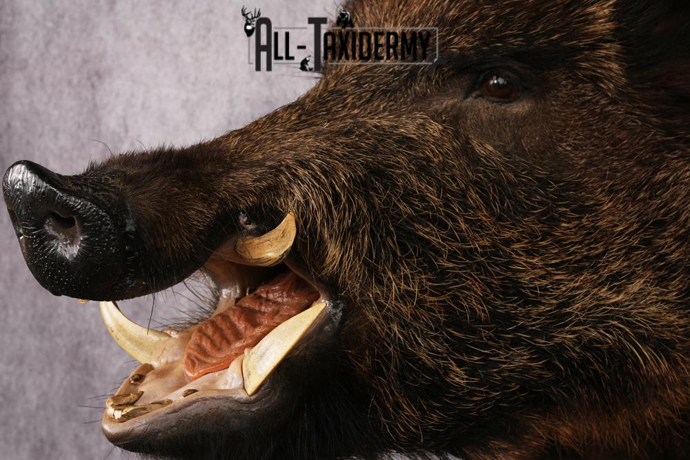 XL Razor Back Boar taxidermy mount SKU 2457 - Image 2