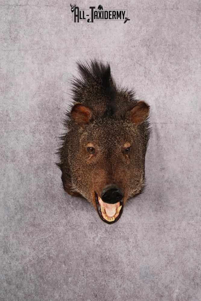 Javalina taxidermy mount SKU 2588