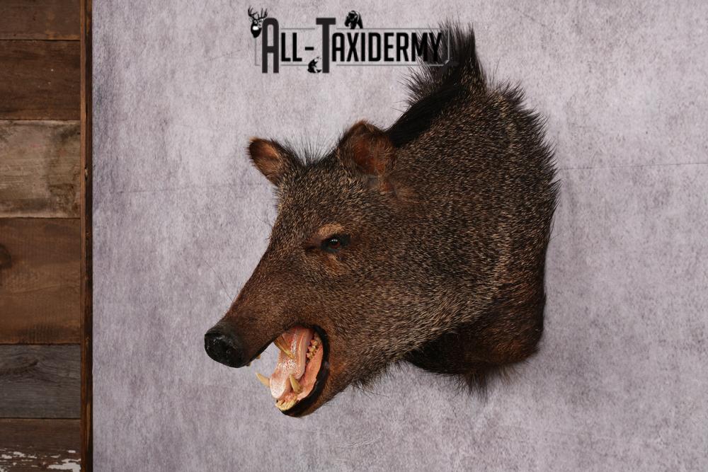 Javalina taxidermy mount SKU 2588 - Image 8