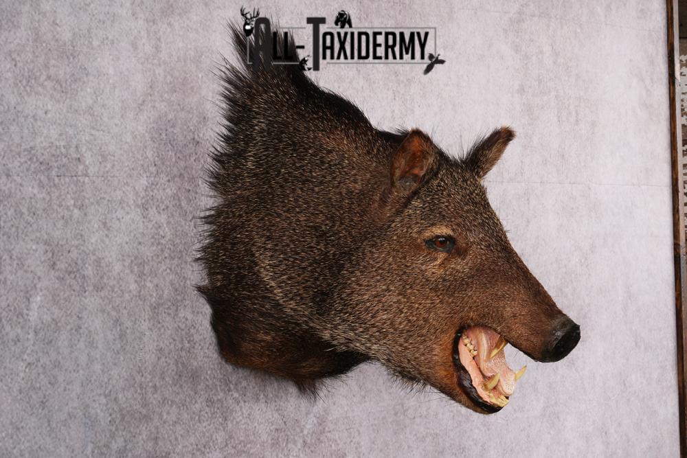 Javalina taxidermy mount SKU 2588 - Image 2