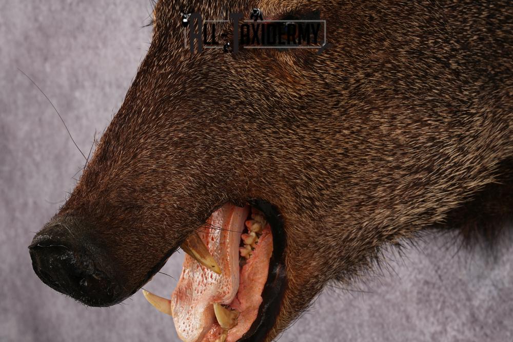 Javalina taxidermy mount SKU 2588 - Image 7