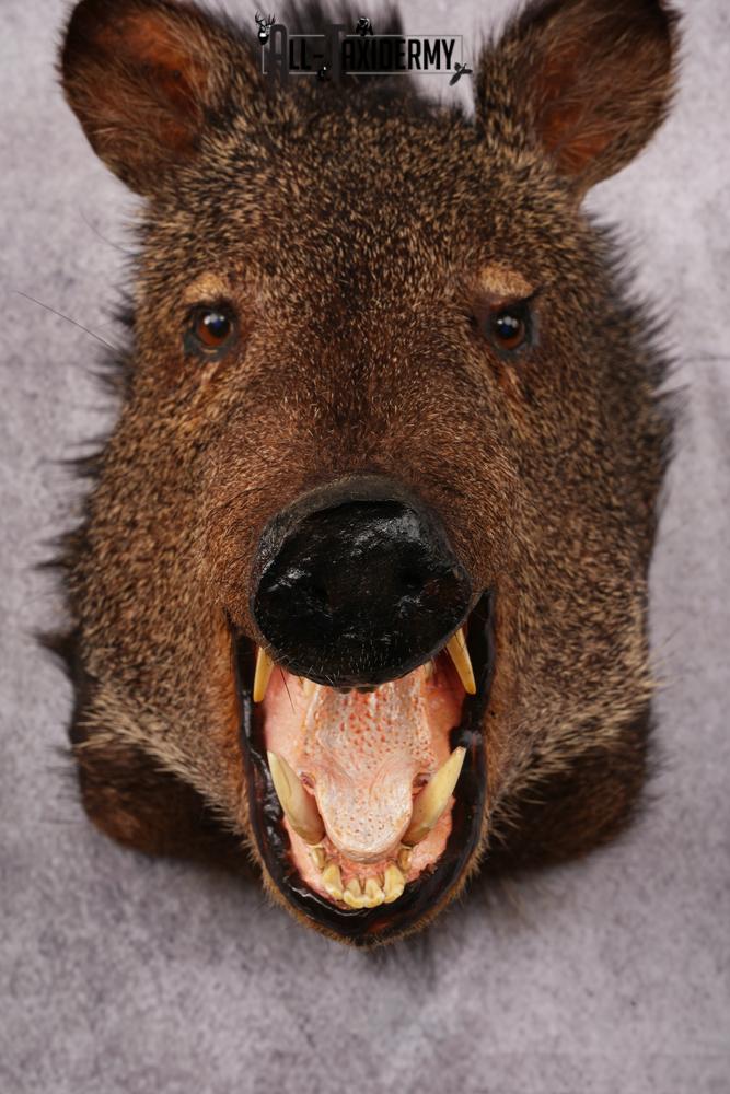 Javalina taxidermy mount SKU 2588 - Image 5