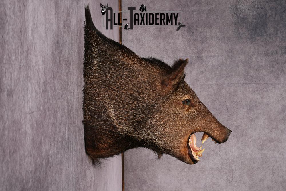 Javalina taxidermy mount SKU 2588 - Image 4