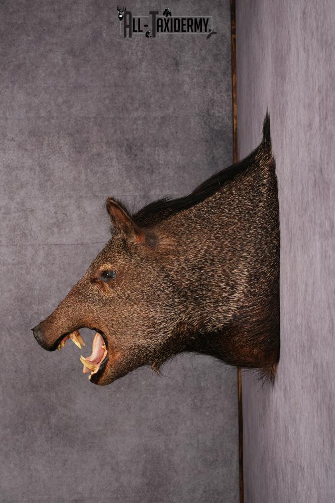 Javalina taxidermy mount SKU 2588 - Image 3
