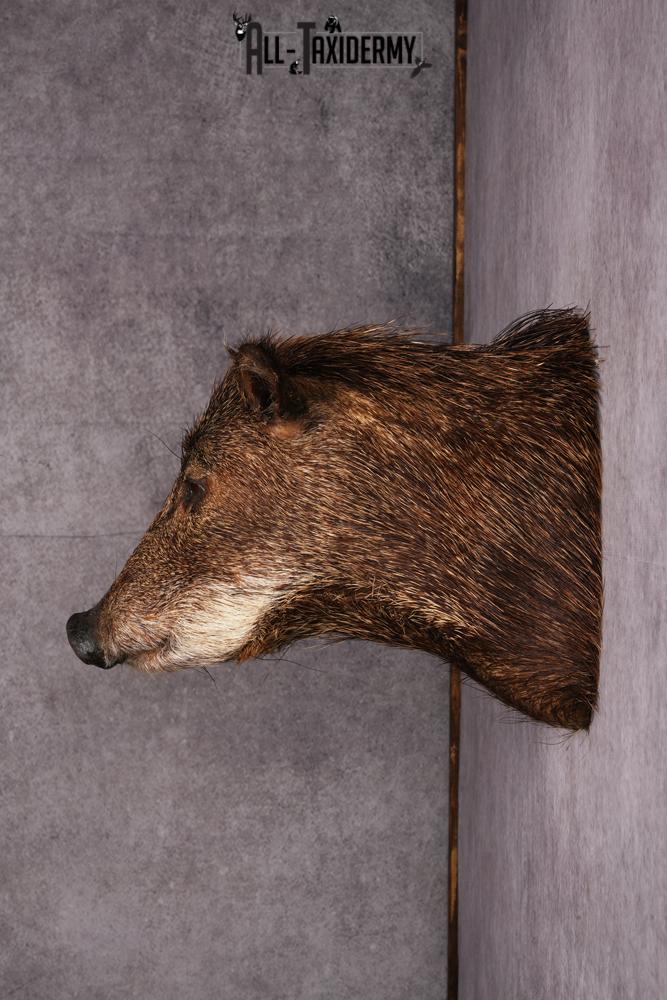 White Lipped Peccary taxidermy mount SKU 2586 - Image 8