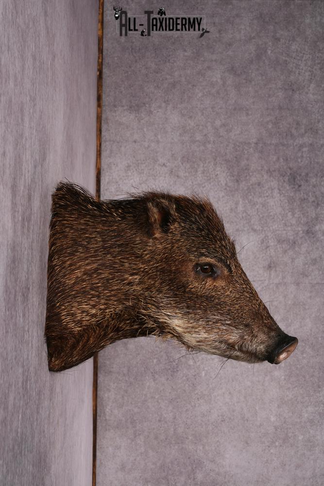 White Lipped Peccary taxidermy mount SKU 2586 - Image 7