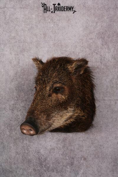 White Lipped Peccary taxidermy mount SKU 2586