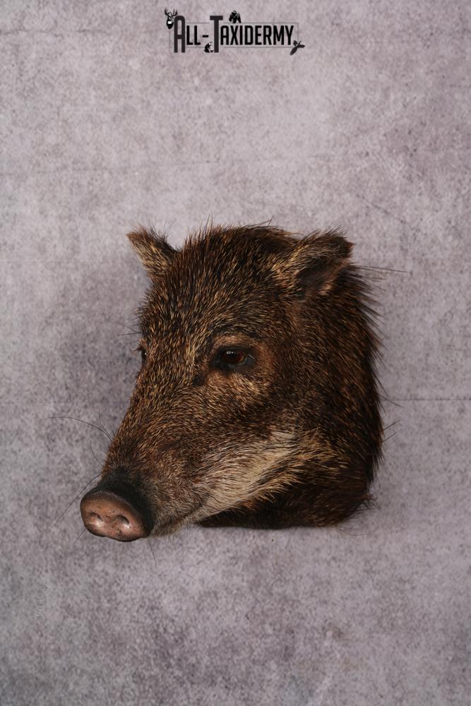 White Lipped Peccary taxidermy mount SKU 2586