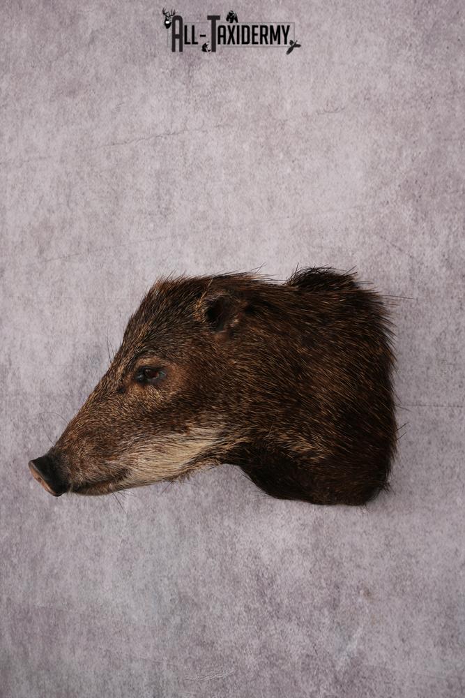 White Lipped Peccary taxidermy mount SKU 2586 - Image 6