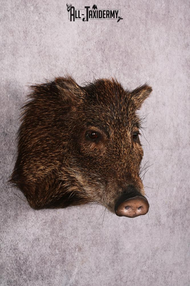 White Lipped Peccary taxidermy mount SKU 2586 - Image 5