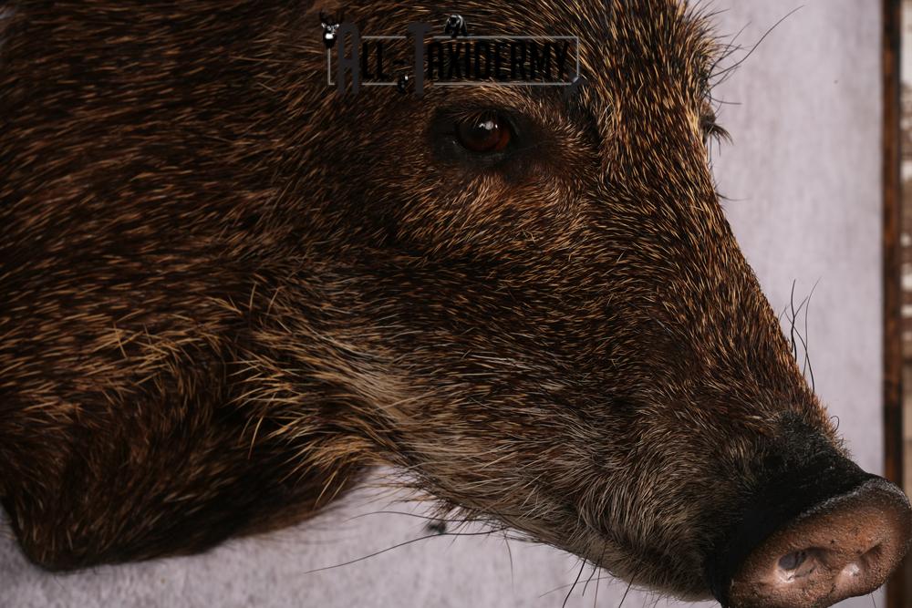 White Lipped Peccary taxidermy mount SKU 2586 - Image 4