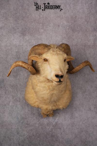 Barbarossa Taxidermy Shoulder Mount SKU 2453