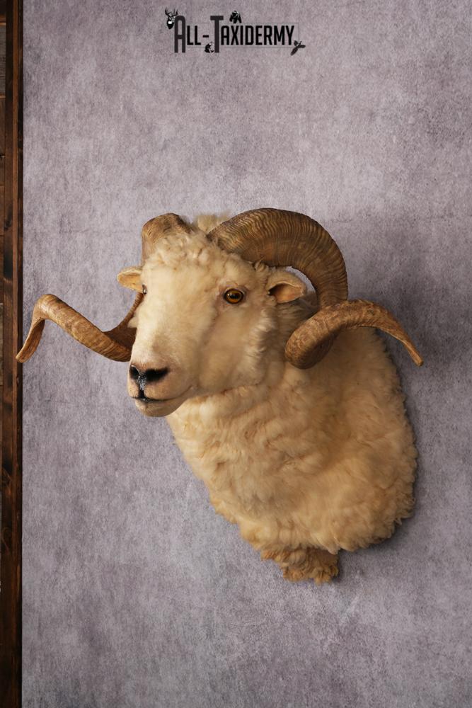 Barbarossa Taxidermy Shoulder Mount SKU 2453 - Image 9