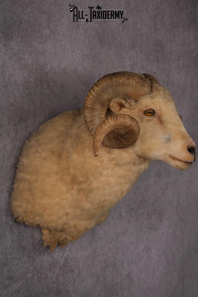 Barbarossa Taxidermy Shoulder Mount SKU 2453 - Image 8